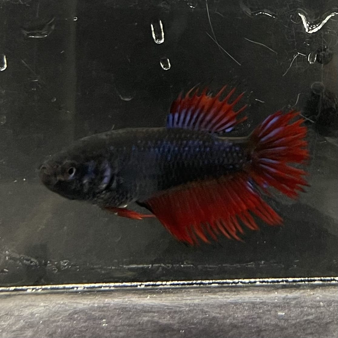 the-fish-farm Female Betta Female Betta - One Only - S Choose your own Female Betta at The Fish Farm Australia