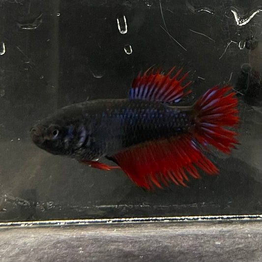 the-fish-farm Female Betta Female Betta - One Only - S Choose your own Female Betta at The Fish Farm Australia