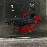 the-fish-farm Female Betta Female Betta - One Only - S Choose your own Female Betta at The Fish Farm Australia