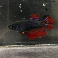 the-fish-farm Female Betta Female Betta - One Only - S Choose your own Female Betta at The Fish Farm Australia