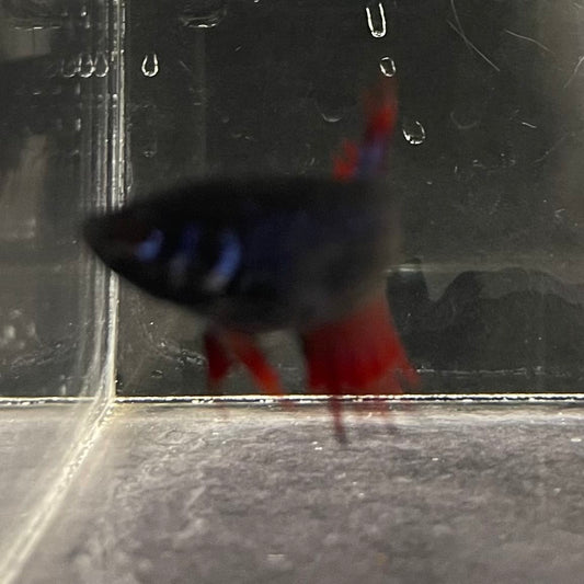 the-fish-farm Female Betta Female Betta - One Only - S Choose your own Female Betta at The Fish Farm Australia
