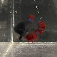 the-fish-farm Female Betta Female Betta - One Only - S Choose your own Female Betta at The Fish Farm Australia