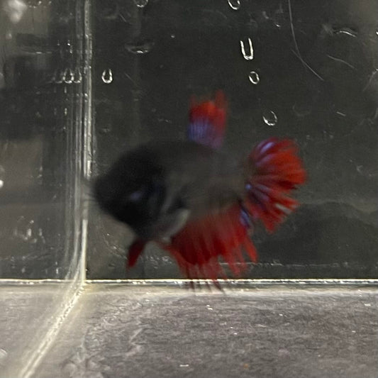 the-fish-farm Female Betta Female Betta - One Only - S Choose your own Female Betta at The Fish Farm Australia