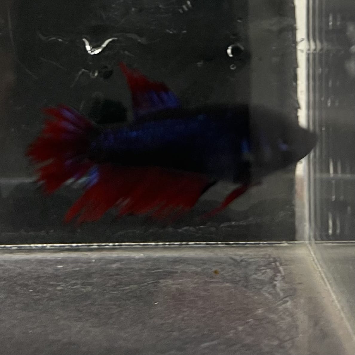 the-fish-farm Female Betta Female Betta - One Only - S Choose your own Female Betta at The Fish Farm Australia