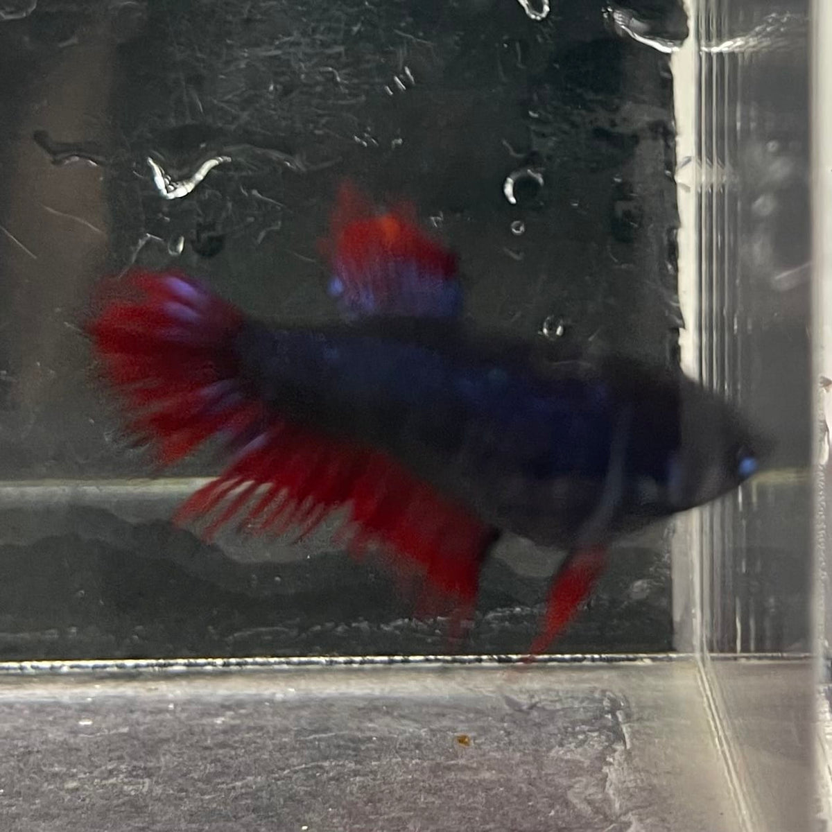 the-fish-farm Female Betta Female Betta - One Only - S Choose your own Female Betta at The Fish Farm Australia