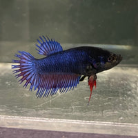 the-fish-farm Female Betta Female Betta - One Only - S Choose your own Female Betta at The Fish Farm Australia