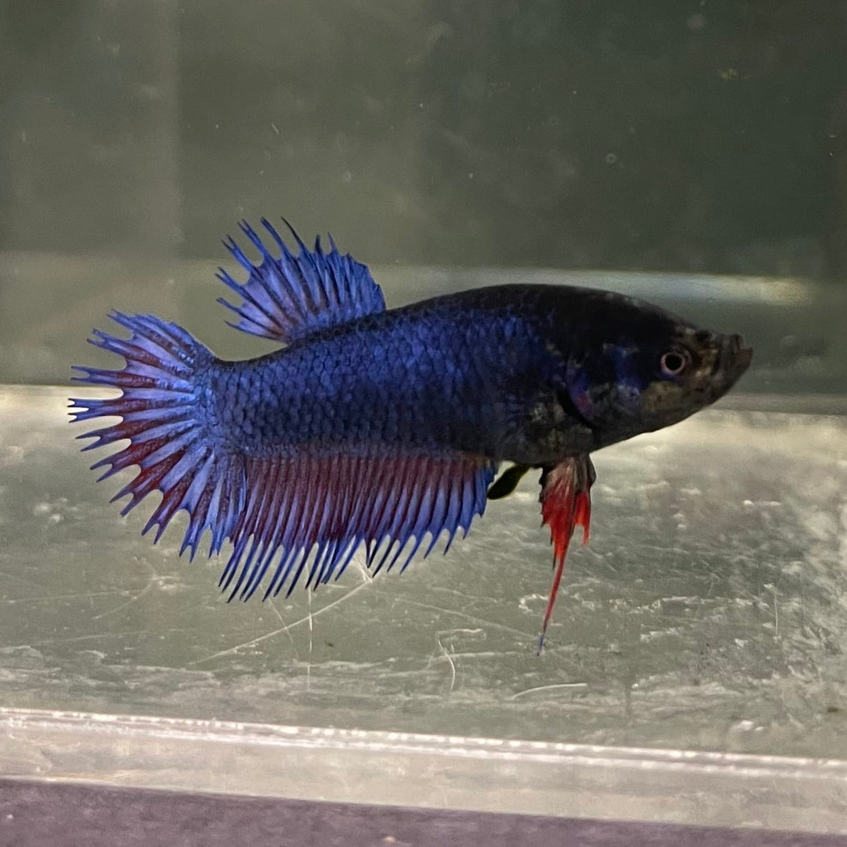 the-fish-farm Female Betta Female Betta - One Only - S Choose your own Female Betta at The Fish Farm Australia