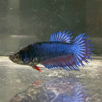 the-fish-farm Female Betta Female Betta - One Only - S Choose your own Female Betta at The Fish Farm Australia