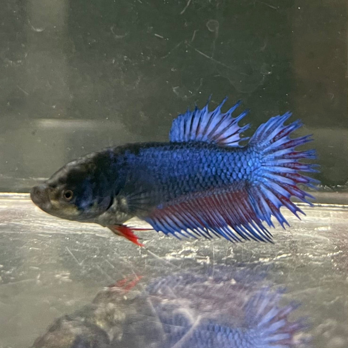 the-fish-farm Female Betta Female Betta - One Only - S Choose your own Female Betta at The Fish Farm Australia