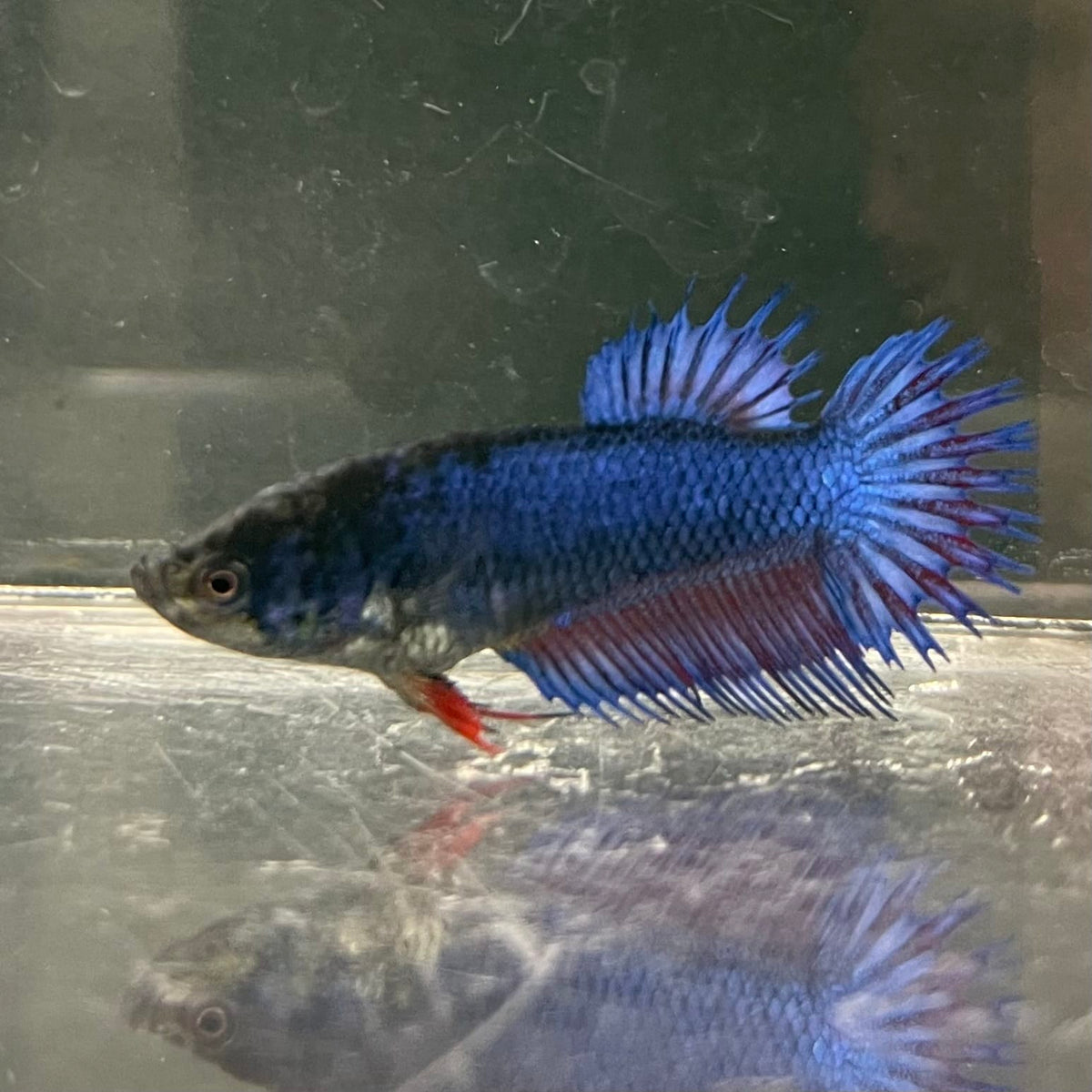 the-fish-farm Female Betta Female Betta - One Only - S Choose your own Female Betta at The Fish Farm Australia