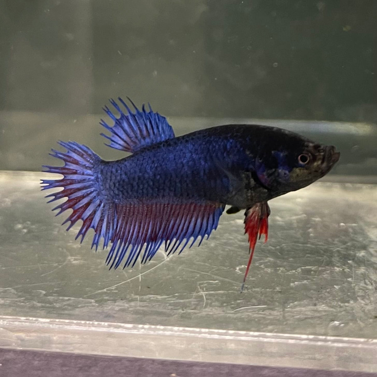 the-fish-farm Female Betta Female Betta - One Only - S Choose your own Female Betta at The Fish Farm Australia