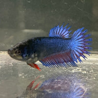 the-fish-farm Female Betta Female Betta - One Only - S Choose your own Female Betta at The Fish Farm Australia