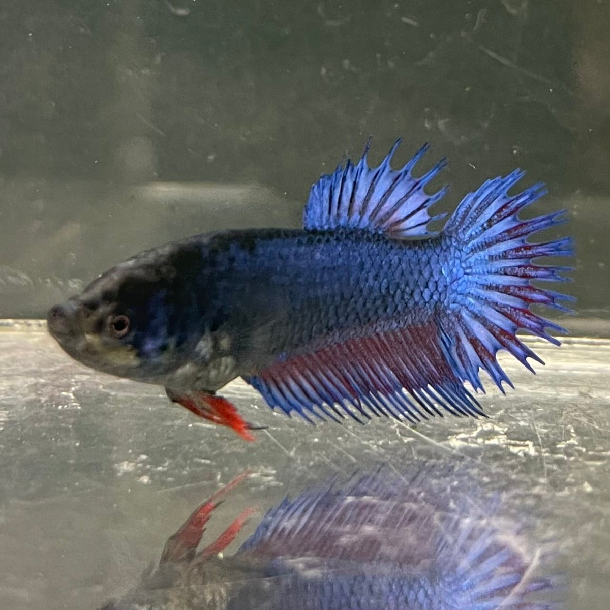 the-fish-farm Female Betta Female Betta - One Only - S Choose your own Female Betta at The Fish Farm Australia
