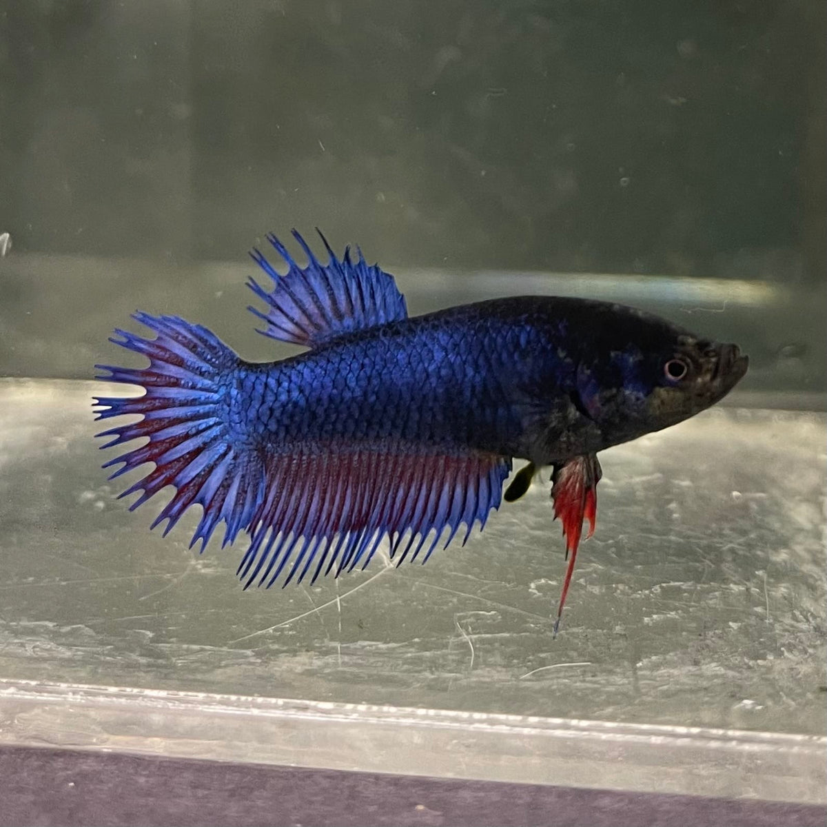 the-fish-farm Female Betta Female Betta - One Only - S Choose your own Female Betta at The Fish Farm Australia