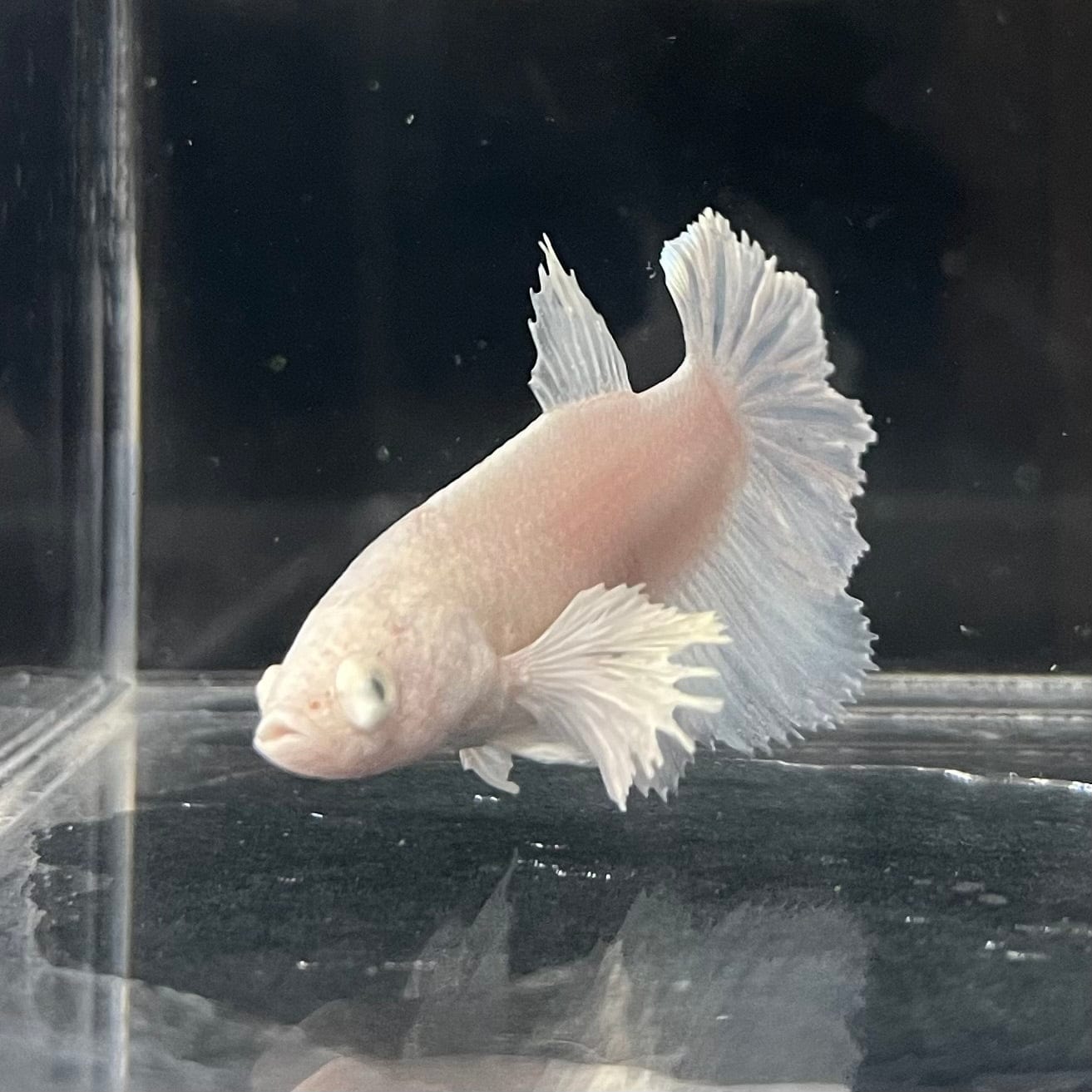 the-fish-farm Female Betta Female Betta - One Only - S Choose your own Female Betta at The Fish Farm Australia