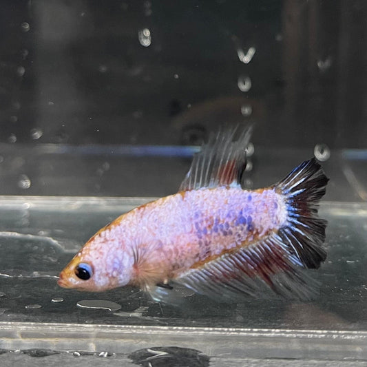 the-fish-farm Female Betta Female Betta - One Only - T Choose your own Female Betta at The Fish Farm Australia