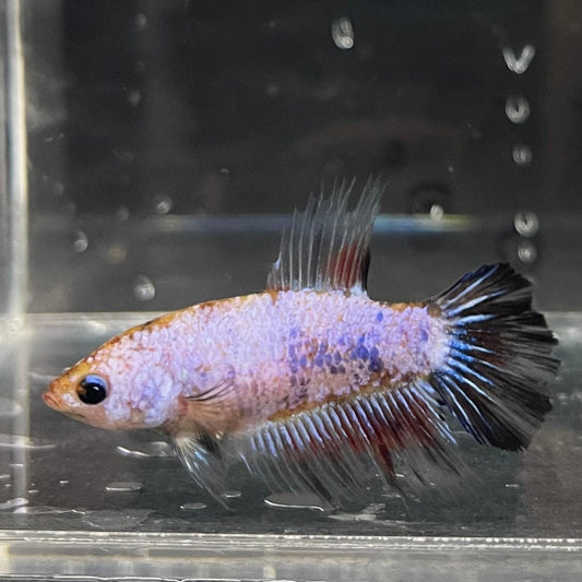 the-fish-farm Female Betta Female Betta - One Only - T Choose your own Female Betta at The Fish Farm Australia