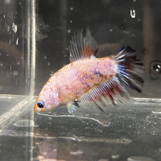 the-fish-farm Female Betta Female Betta - One Only - T Choose your own Female Betta at The Fish Farm Australia