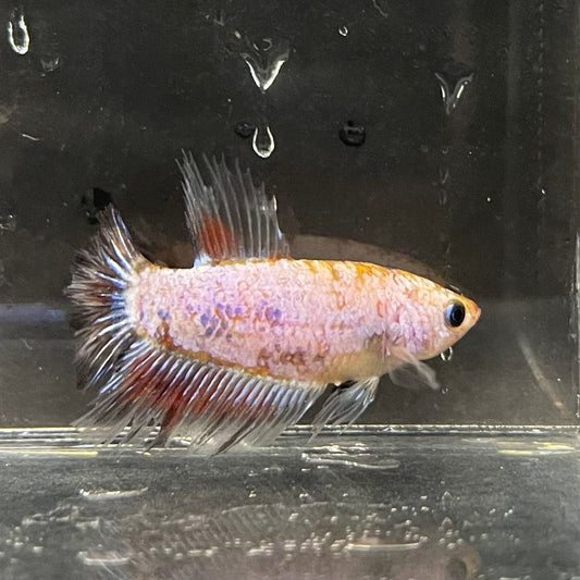the-fish-farm Female Betta Female Betta - One Only - T Choose your own Female Betta at The Fish Farm Australia