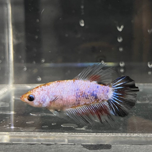 the-fish-farm Female Betta Female Betta - One Only - T Choose your own Female Betta at The Fish Farm Australia
