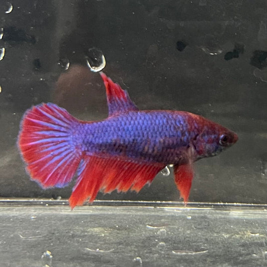 the-fish-farm Female Betta Female Betta - One Only - T Choose your own Female Betta at The Fish Farm Australia