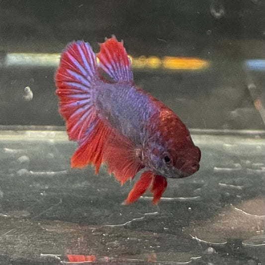 the-fish-farm Female Betta Female Betta - One Only - T Choose your own Female Betta at The Fish Farm Australia