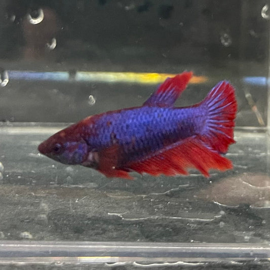 the-fish-farm Female Betta Female Betta - One Only - T Choose your own Female Betta at The Fish Farm Australia