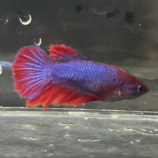 the-fish-farm Female Betta Female Betta - One Only - T Choose your own Female Betta at The Fish Farm Australia