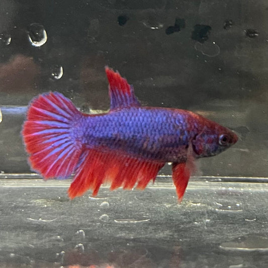 the-fish-farm Female Betta Female Betta - One Only - T Choose your own Female Betta at The Fish Farm Australia