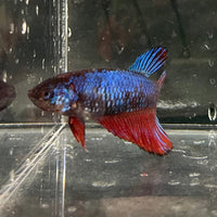 the-fish-farm Female Betta Female Betta - One Only - T Choose your own Female Betta at The Fish Farm Australia