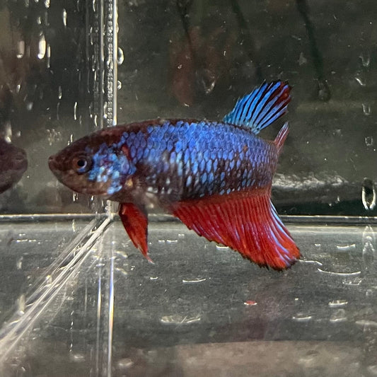 the-fish-farm Female Betta Female Betta - One Only - T Choose your own Female Betta at The Fish Farm Australia