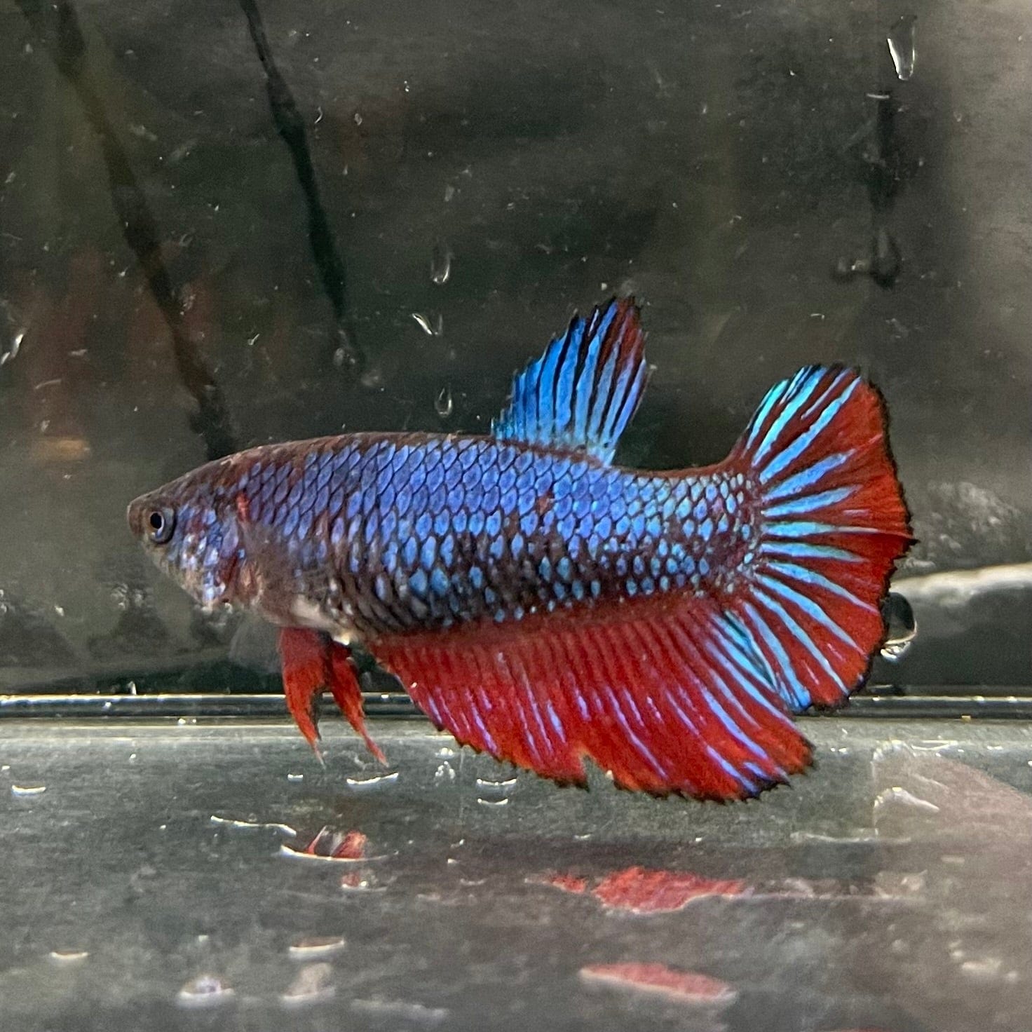 the-fish-farm Female Betta Female Betta - One Only - T Choose your own Female Betta at The Fish Farm Australia