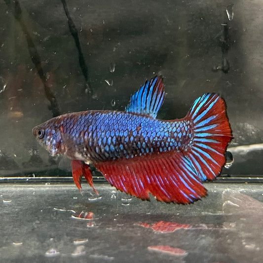 the-fish-farm Female Betta Female Betta - One Only - T Choose your own Female Betta at The Fish Farm Australia