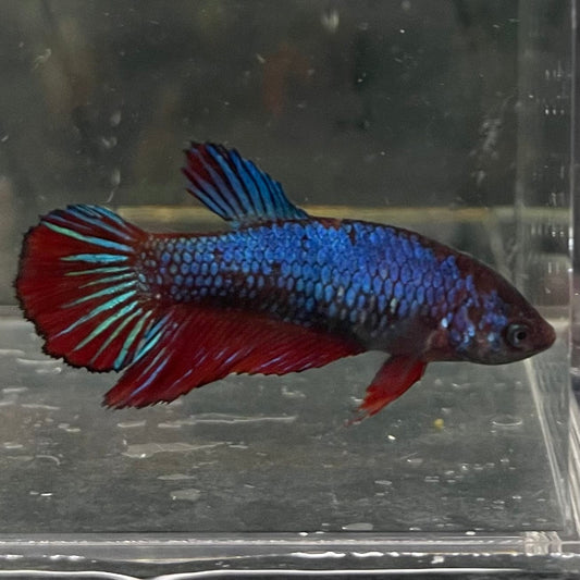 the-fish-farm Female Betta Female Betta - One Only - T Choose your own Female Betta at The Fish Farm Australia