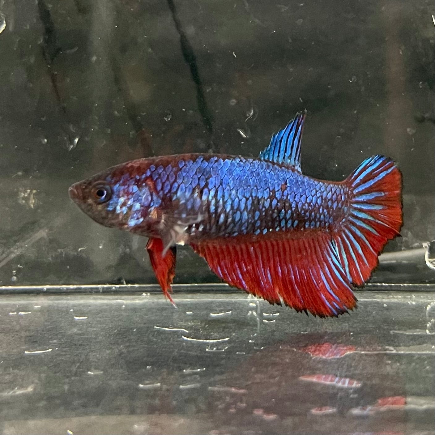 the-fish-farm Female Betta Female Betta - One Only - T Choose your own Female Betta at The Fish Farm Australia