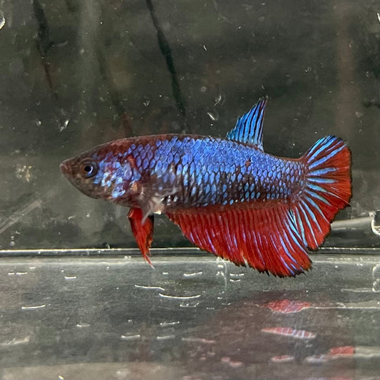 the-fish-farm Female Betta Female Betta - One Only - T Choose your own Female Betta at The Fish Farm Australia