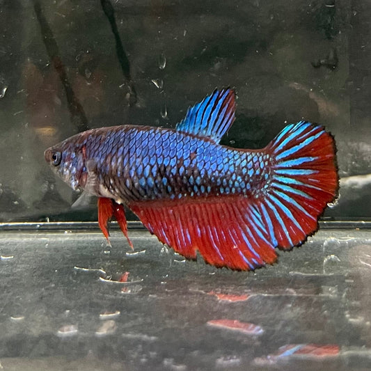 the-fish-farm Female Betta Female Betta - One Only - T Choose your own Female Betta at The Fish Farm Australia