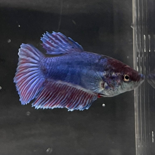 the-fish-farm Female Betta Female Betta - One Only - T Choose your own Female Betta at The Fish Farm Australia