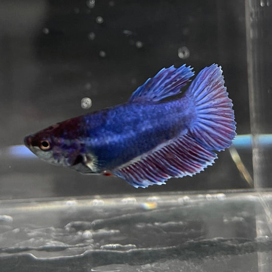 the-fish-farm Female Betta Female Betta - One Only - T Choose your own Female Betta at The Fish Farm Australia