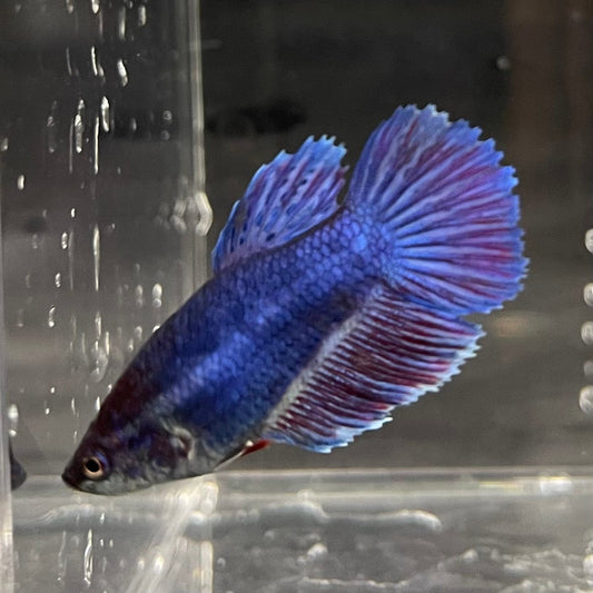 the-fish-farm Female Betta Female Betta - One Only - T Choose your own Female Betta at The Fish Farm Australia