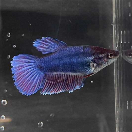 the-fish-farm Female Betta Female Betta - One Only - T Choose your own Female Betta at The Fish Farm Australia