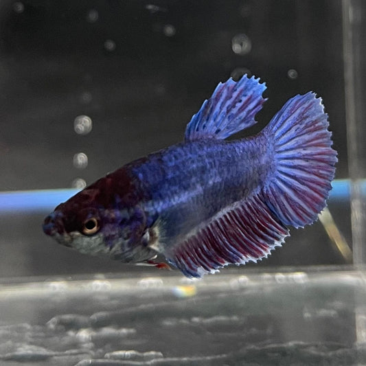 the-fish-farm Female Betta Female Betta - One Only - T Choose your own Female Betta at The Fish Farm Australia