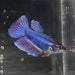 the-fish-farm Female Betta Female Betta - One Only - T Choose your own Female Betta at The Fish Farm Australia