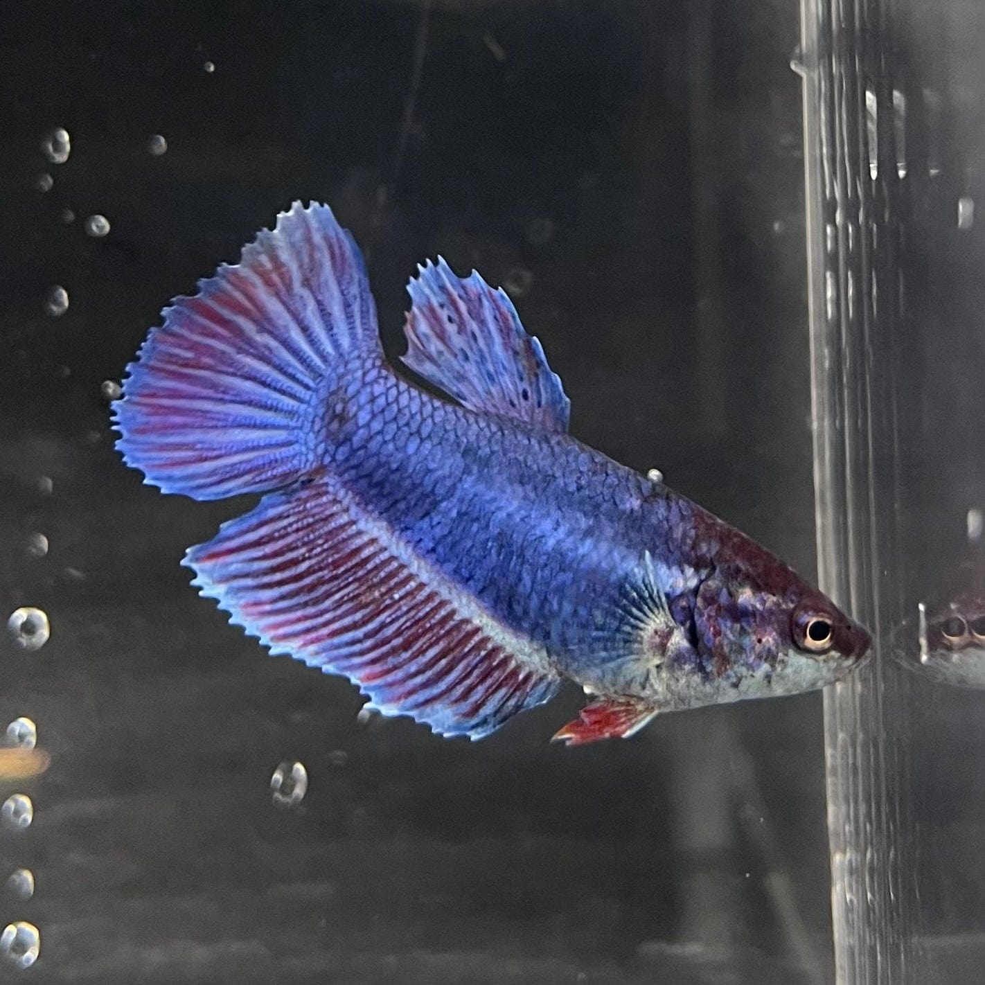 the-fish-farm Female Betta Female Betta - One Only - T Choose your own Female Betta at The Fish Farm Australia
