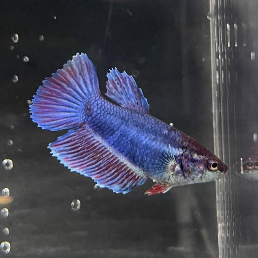 the-fish-farm Female Betta Female Betta - One Only - T Choose your own Female Betta at The Fish Farm Australia