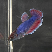 the-fish-farm Female Betta Female Betta - One Only - T Choose your own Female Betta at The Fish Farm Australia