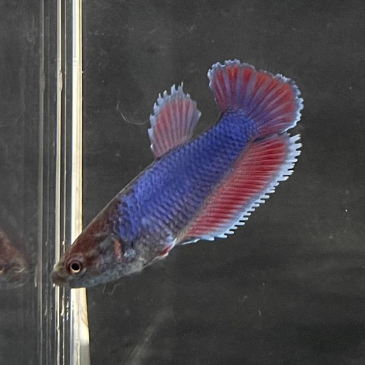 the-fish-farm Female Betta Female Betta - One Only - T Choose your own Female Betta at The Fish Farm Australia