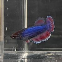 the-fish-farm Female Betta Female Betta - One Only - T Choose your own Female Betta at The Fish Farm Australia