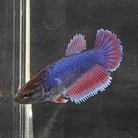 the-fish-farm Female Betta Female Betta - One Only - T Choose your own Female Betta at The Fish Farm Australia