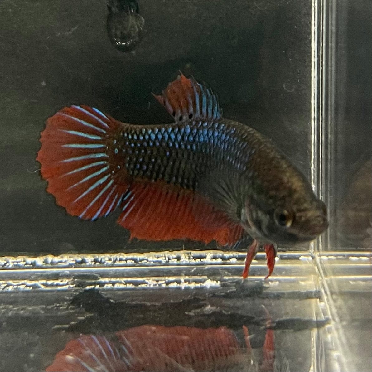 the-fish-farm Female Betta Female Betta - One Only - T Choose your own Female Betta at The Fish Farm Australia